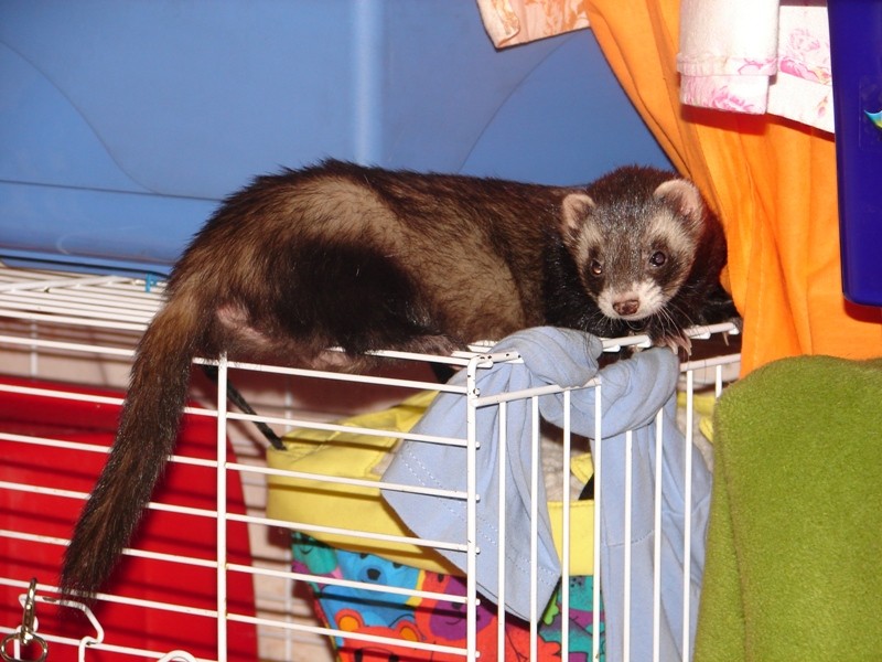 Jurica planinarka