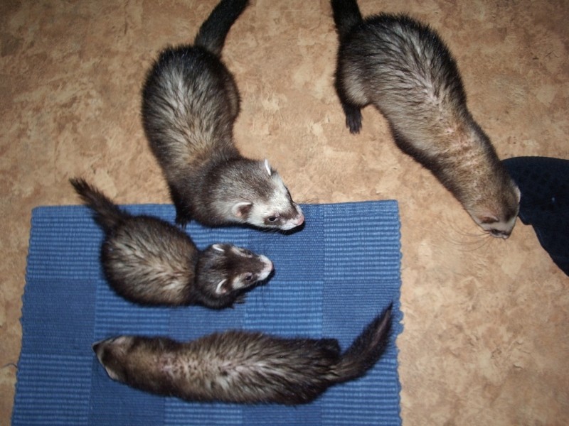 ekipica