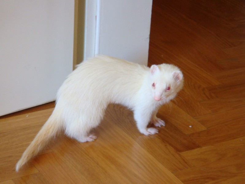 Bonyta
