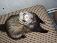 Fekalija