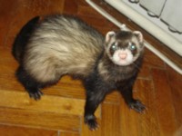 Tazz.JPG