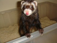 Moogie