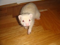 Pyronja