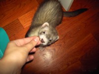 mmm treat